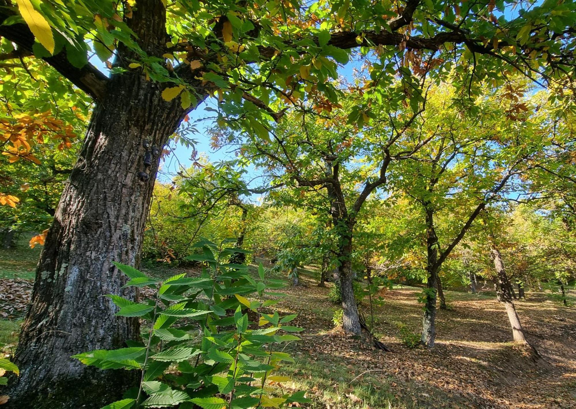 La Botalla Agriturismo Lisio Buitenkant foto